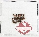 Phalacridae Scientific lot no. 16 (20 pcs)