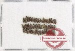 Hydraenidae Scientific lot no. 2 (50 pcs)
