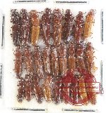Prostomidae Scientific lot no. 8 (26 pcs)