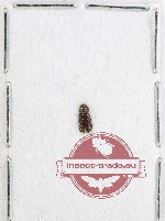 Colydidae Scientific lot no. 25 (1 pcs)