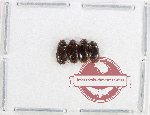 Ptylodactilidae Scientific lot no. 11 (4 pcs)