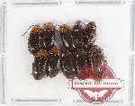 Ptylodactilidae Scientific lot no. 12 (10 pcs)