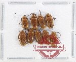 Ptylodactilidae Scientific lot no. 13 (9 pcs)