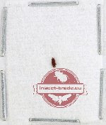 Ceylonidae Scientific lot no. 5 (1 pc)
