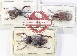 Scientific lot no. 984 Curculionidae (3 pcs)