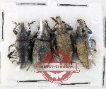 Scientific lot no. 929 Curculionidae (4 pcs)