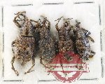 Scientific lot no. 905 Curculionidae (4 pcs)