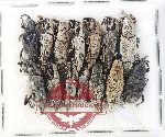 Scientific lot no. 919 Curculionidae (14 pcs)
