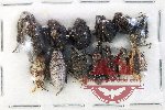 Scientific lot no. 948 Curculionidae (13 pcs)