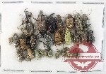 Scientific lot no. 944 Curculionidae (25 pcs)