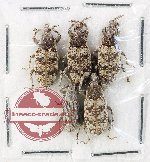 Scientific lot no. 932 Curculionidae (5 pcs)
