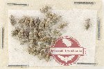 Scientific lot no. 992 Curculionidae (32 pcs)