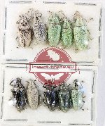 Scientific lot no. 951 Curculionidae (10 pcs)