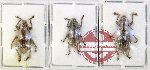 Scientific lot no. 985 Curculionidae (3 pcs)