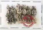 Scientific lot no. 949 Curculionidae (12 pcs)