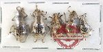 Scientific lot no. 952 Curculionidae (5 pcs)