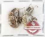 Scientific lot no. 975 Curculionidae (2 pcs)