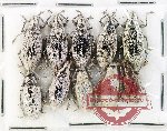 Scientific lot no. 983 Curculionidae (10 pcs)