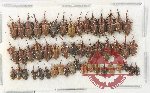 Scientific lot no. 961 Curculionidae (50 pcs)
