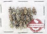 Scientific lot no. 939 Curculionidae (18 pcs)