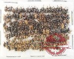 Scientific lot no. 963 Curculionidae (ca 240 pcs)