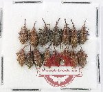 Scientific lot no. 953 Curculionidae (15 pcs)