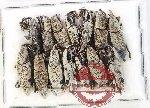 Scientific lot no. 922 Curculionidae (14 pcs)