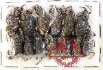 Scientific lot no. 904 Curculionidae (15 pcs)