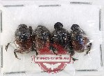 Scientific lot no. 916 Coprophaga (4 pcs)