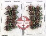 Scientific lot no. 907 Coprophaga (20 pcs)