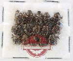 Scientific lot no. 913 Coprophaga (15 pcs)
