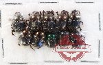 Scientific lot no. 912 Coprophaga (10 pcs)