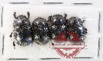 Scientific lot no. 910 Coprophaga (4 pcs)