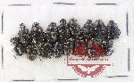 Scientific lot no. 906 Coprophaga (16 pcs)