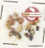 Scientific lot no. 590 Chrysomelidae (18 pcs)