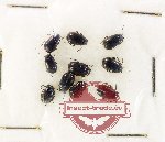 Scientific lot no. 588 Chrysomelidae (10 pcs)