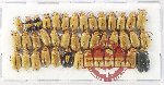 Scientific lot no. 586 Chrysomelidae (41 pcs)