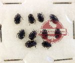 Scientific lot no. 589 Chrysomelidae (10 pcs)