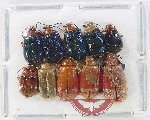 Scientific lot no. 596 Chrysomelidae (10 pcs)