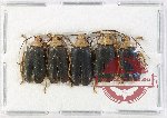 Scientific lot no. 587 Chrysomelidae (5 pcs)