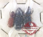 Scientific lot no. 181 Passalidae (3 pcs)