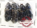 Scientific lot no. 182 Passalidae (4 pcs)