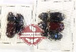 Scientific lot no. 185 Passalidae (5 pcs)