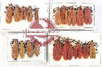 Scientific lot no. 42 Lycidae (19 pcs)