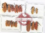 Scientific lot no. 41 Lycidae (15 pcs)