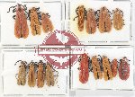 Scientific lot no. 43 Lycidae (16 pcs)