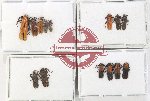 Scientific lot no. 40 Lycidae (14 pcs)