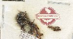 Scientific lot no. 154 Staphylinidae (8 pcs)