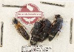Scientific lot no. 152 Staphylinidae (4 pcs)