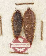 Scientific lot no. 16 Lampyridae (Dulticola sp.) (2 pcs)